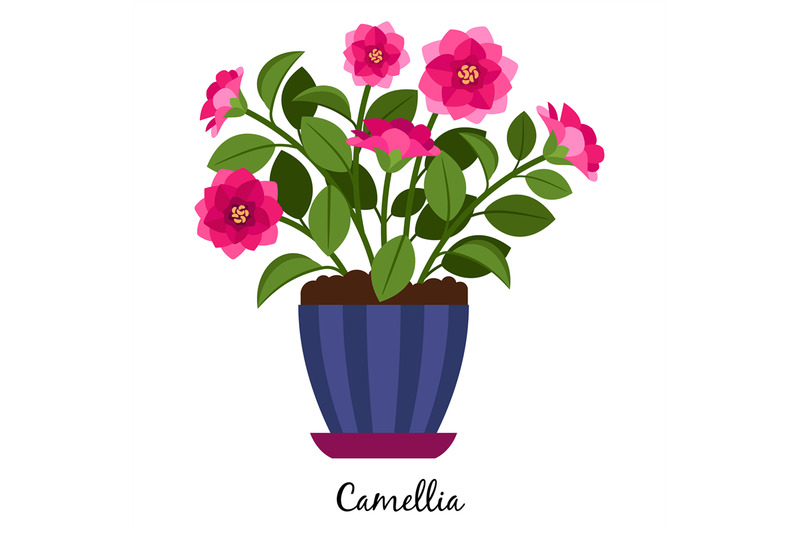 camellia-plant-in-pot