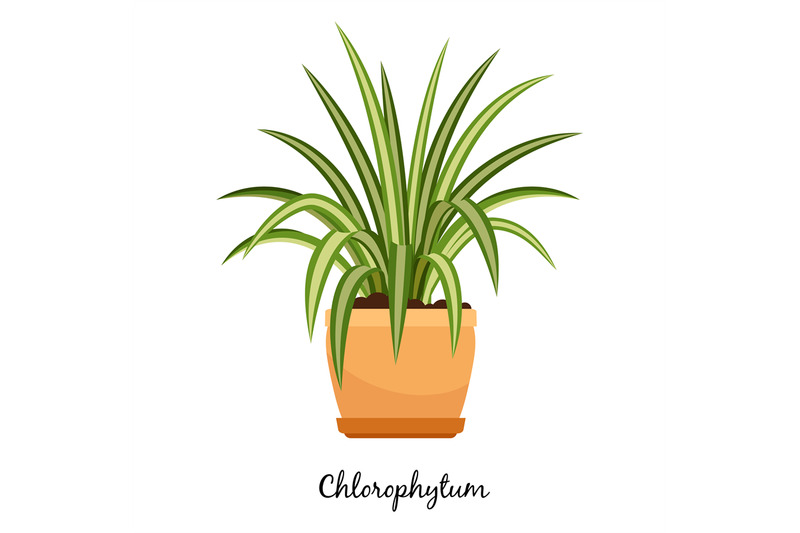 clorofitum-plant-in-pot-icon