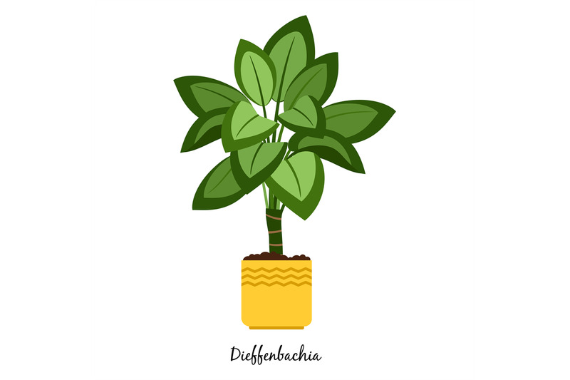 dieffenbachia-plant-in-pot