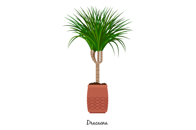 dracaena-plant-in-pot