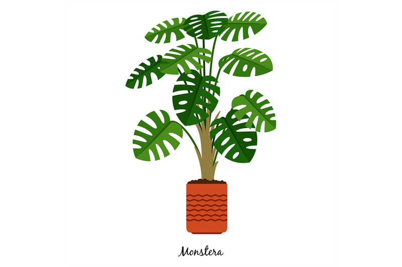 monstera-plant-in-pot