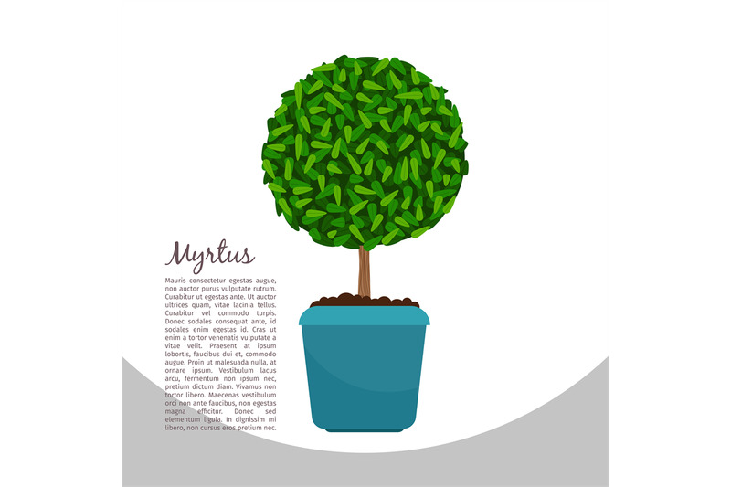 myrtus-plant-in-pot-banner