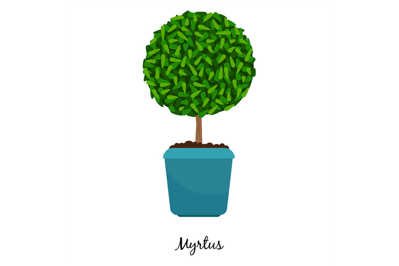 myrtus-plant-in-pot