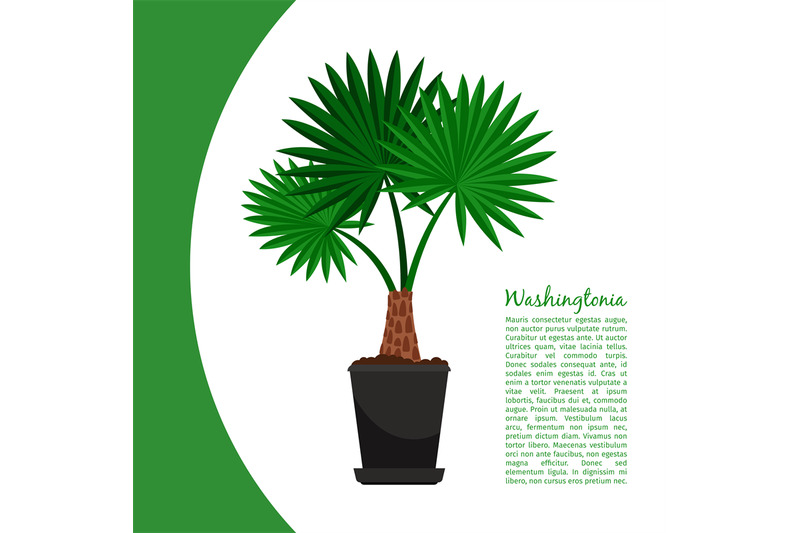 washingtonia-plant-in-pot-banner