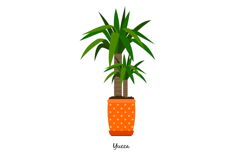 yucca-plant-in-pot