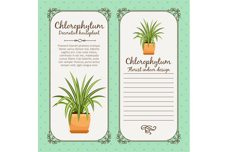 vintage-label-with-chlorophytum-plant