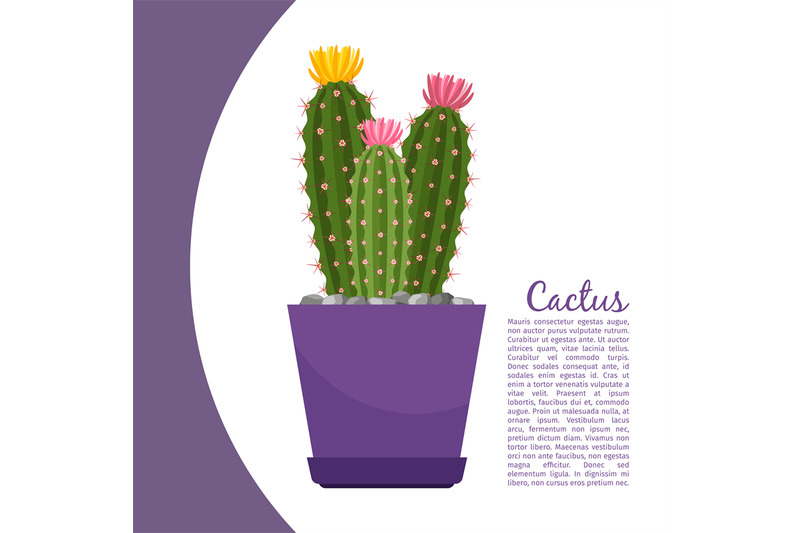 cactus-plant-in-pot-banner