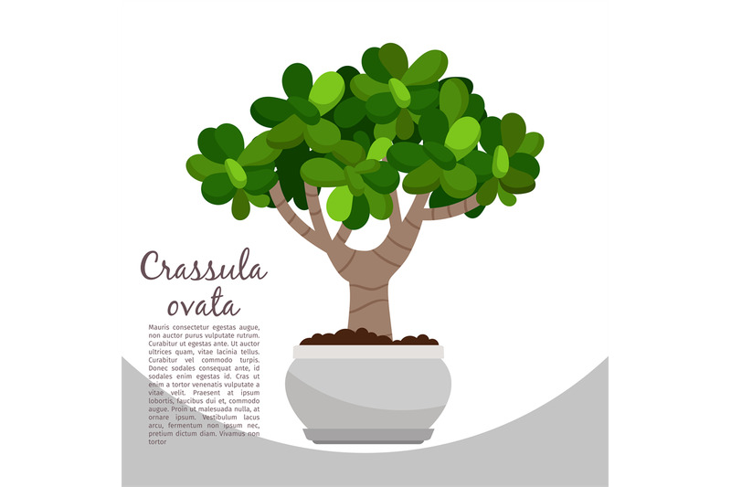 crassula-ovata-plant-in-pot-banner