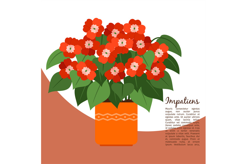 impatiens-plant-in-pot-banner