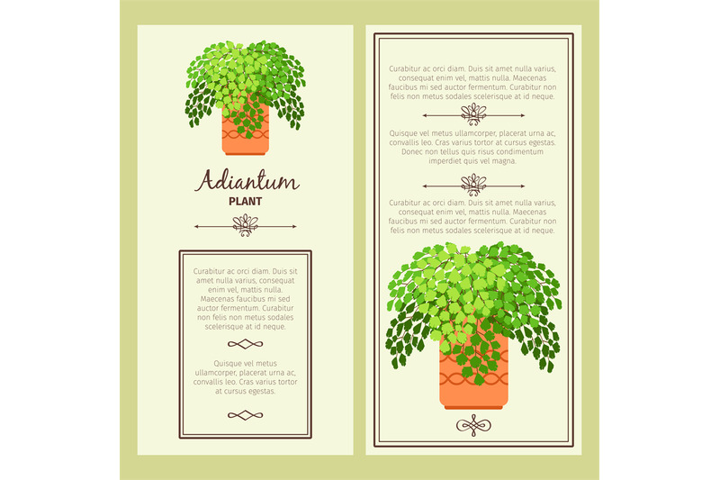 greeting-card-with-adiantum-plant