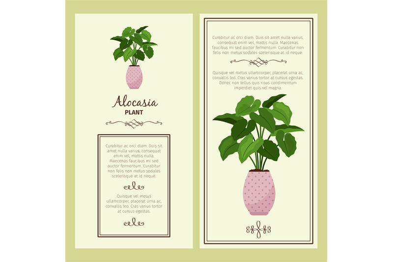 greeting-card-with-alocasia-planton