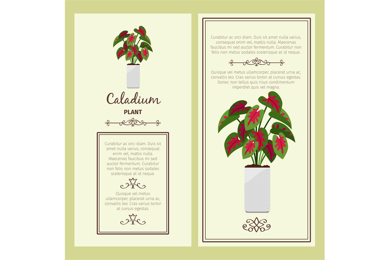 greeting-card-with-caladium-plant