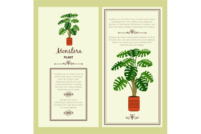 greeting-card-with-monstera-plant