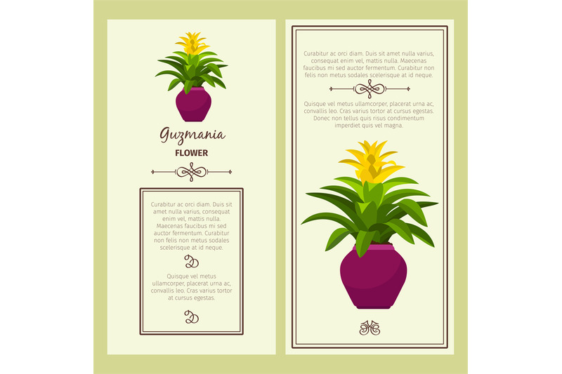 guzmania-flower-in-pot-banners