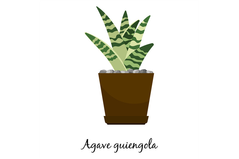 agave-guiengola-cactus-in-pot