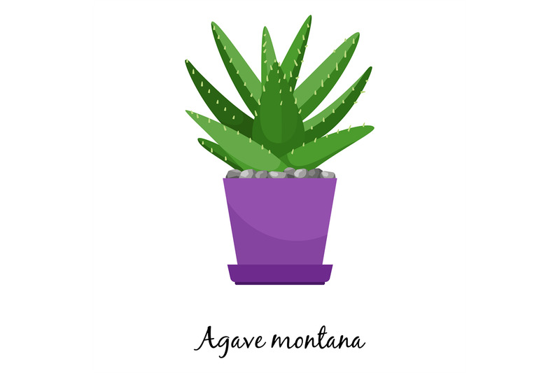 agave-montana-cactus-in-pot