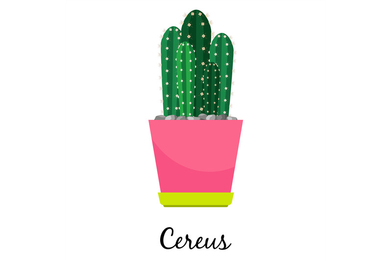 cereus-cactus-in-pot