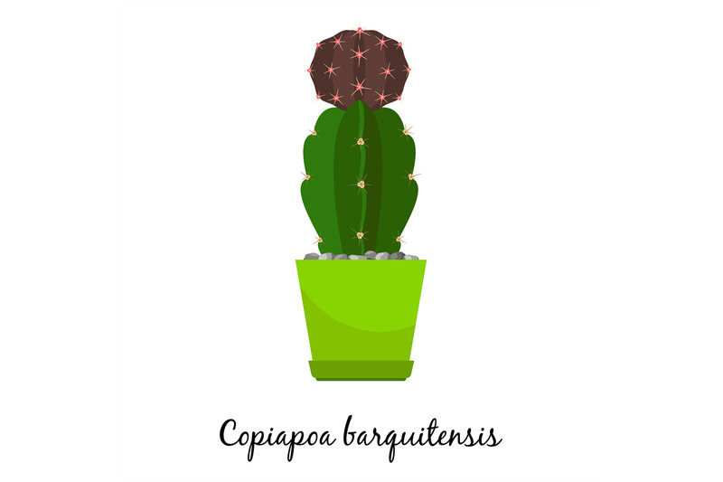 copiapoa-barquitensis-cactus-in-pot