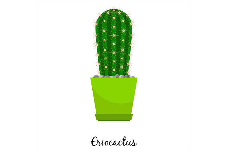 eriocactus-cactus-in-pot