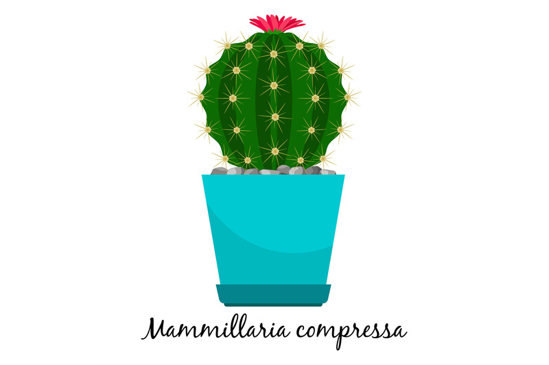 mammillaria-compressa-cactus-in-pot