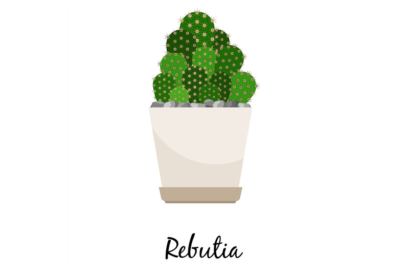 rebutia-cactus-in-pot