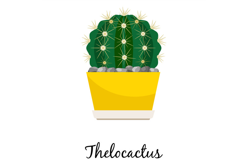 thelocactus-cactus-in-pot