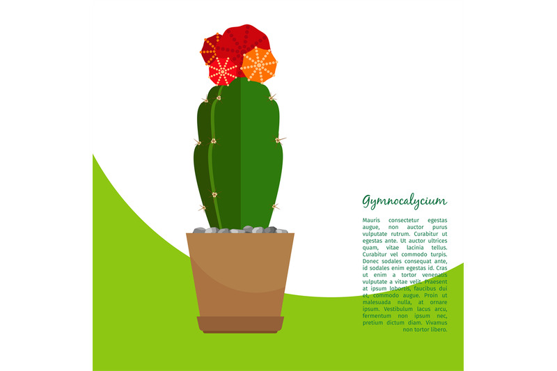 gymnocalycium-indoor-plant-in-pot-banner