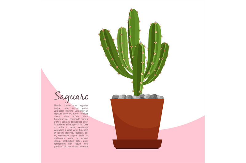 saguaro-indoor-plant-in-pot-banner
