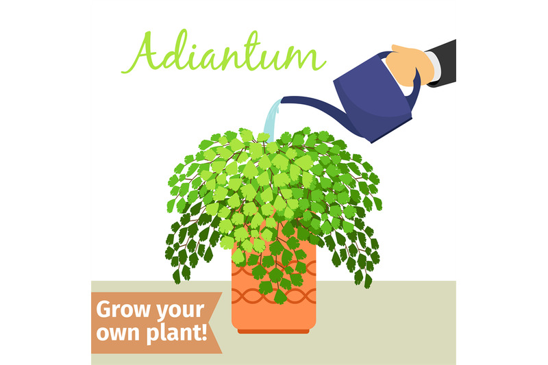 hand-watering-adiantum-plant