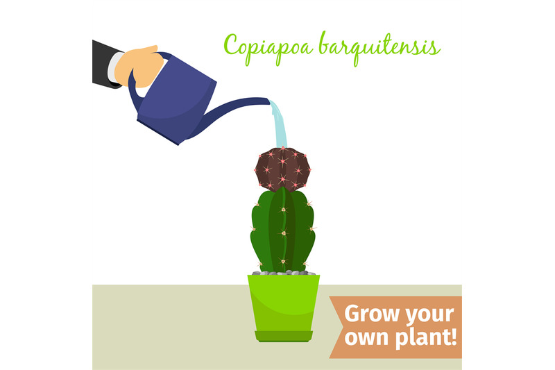 hand-watering-copiapoa-plant