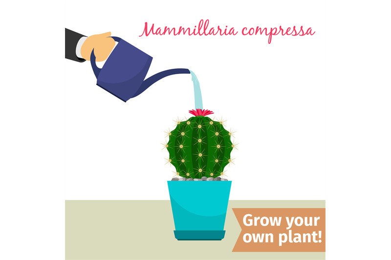 hand-watering-mammillaria-compressa-plant