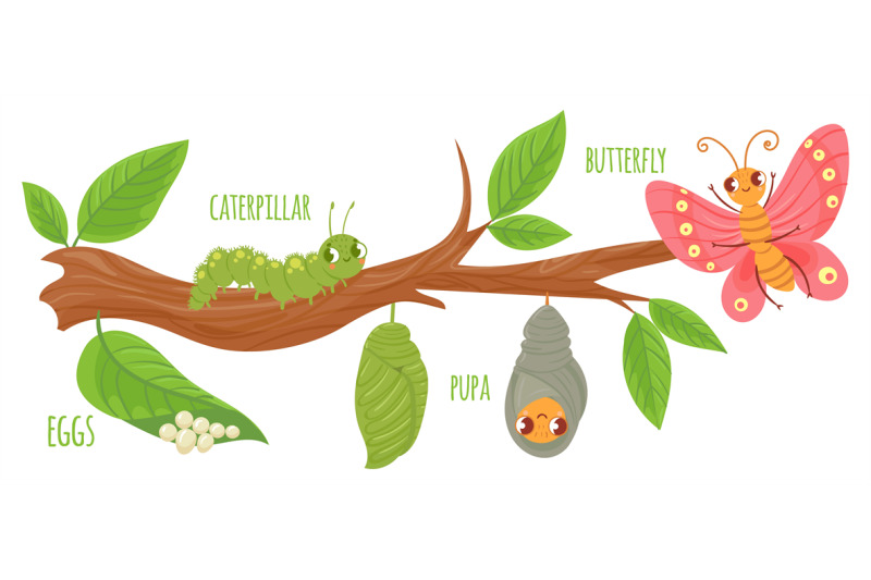 cartoon-butterfly-life-cycle-caterpillar-transformation-butterflies