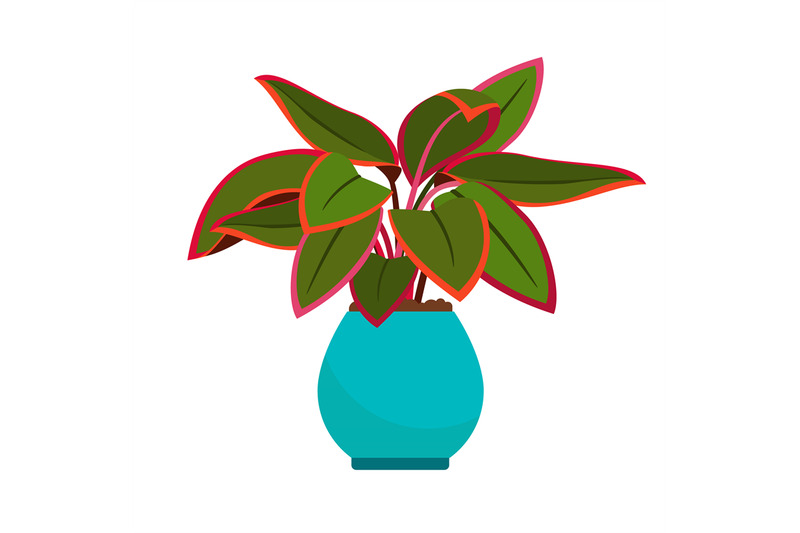 aglaonema-house-plant