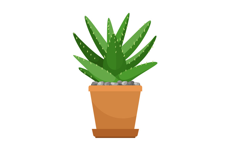 aloe-vera-in-flower-pot