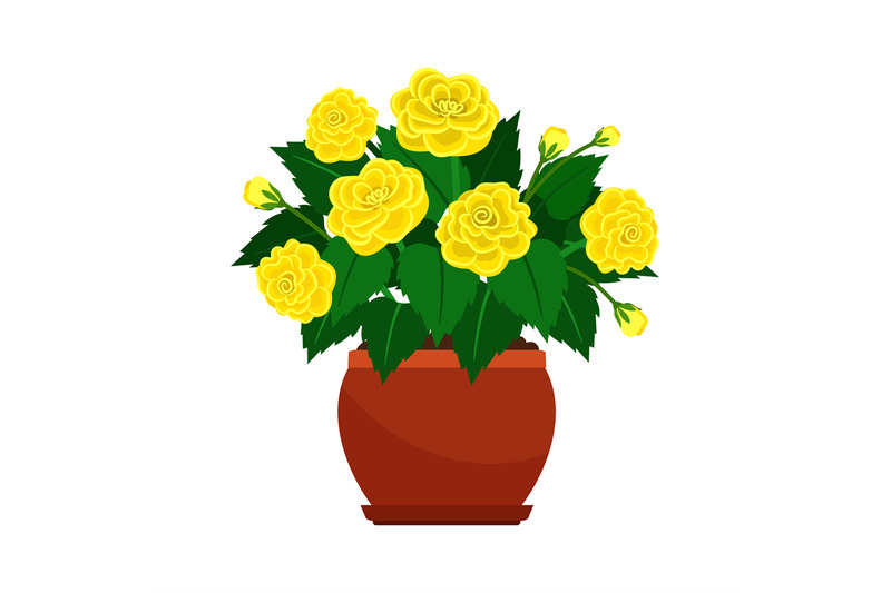 begonia-house-plant-in-flower-pot