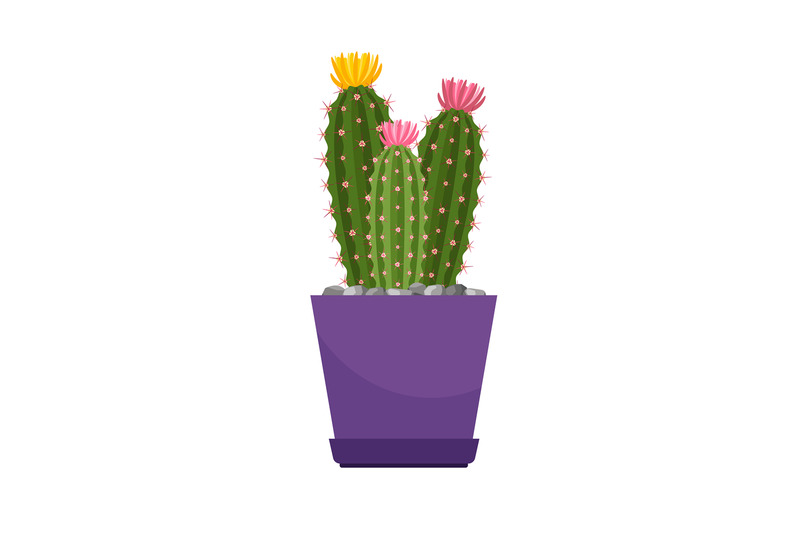 cactus-with-flowers-house-plant