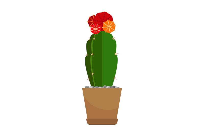 cactus-with-red-flower-in-pot