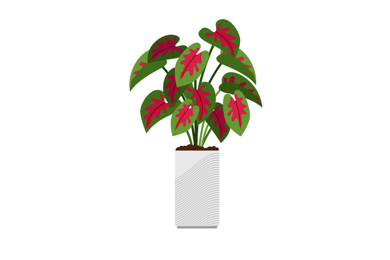 caladium-house-plant-in-flower-pot