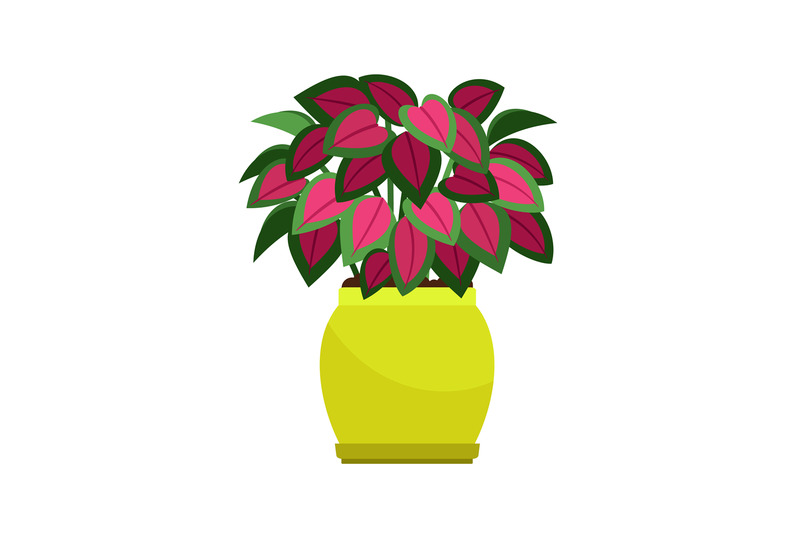 coleus-house-plant-in-flower-pot