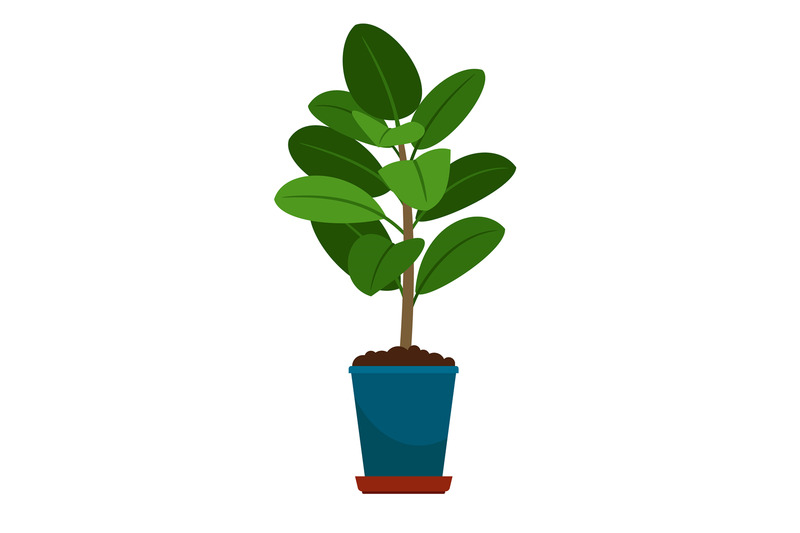 ficus-house-plant-in-flower-pot