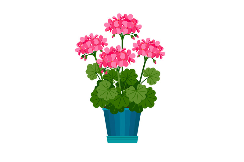 geranium-houseplant-in-flower-pot