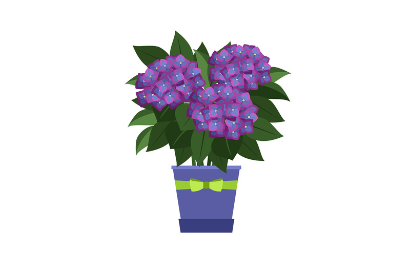 hydrangea-house-plant