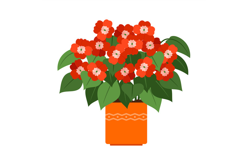 impatiens-house-plant-in-flower-pot