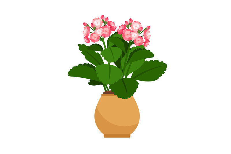 kalanchoe-house-plant-in-flower-pot