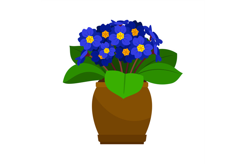 primrose-house-plant-in-flower-pot