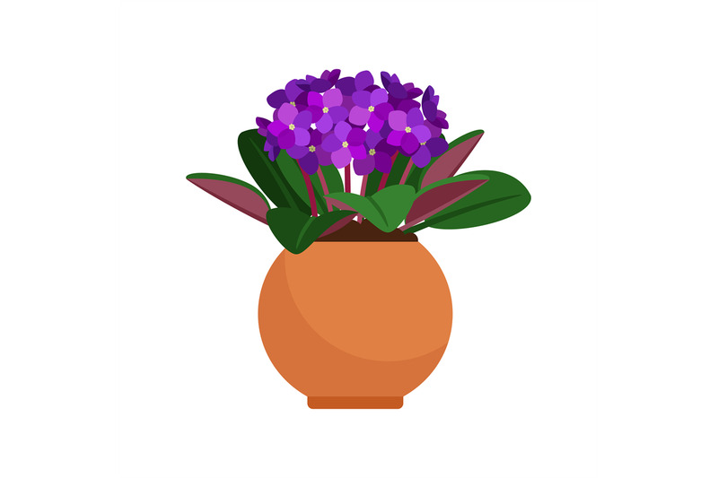 viola-house-plant-in-flower-pot