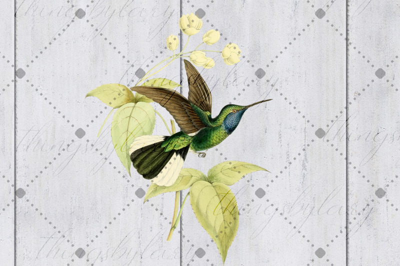 12-vintage-humming-birds-ephemera-transparent-images-png