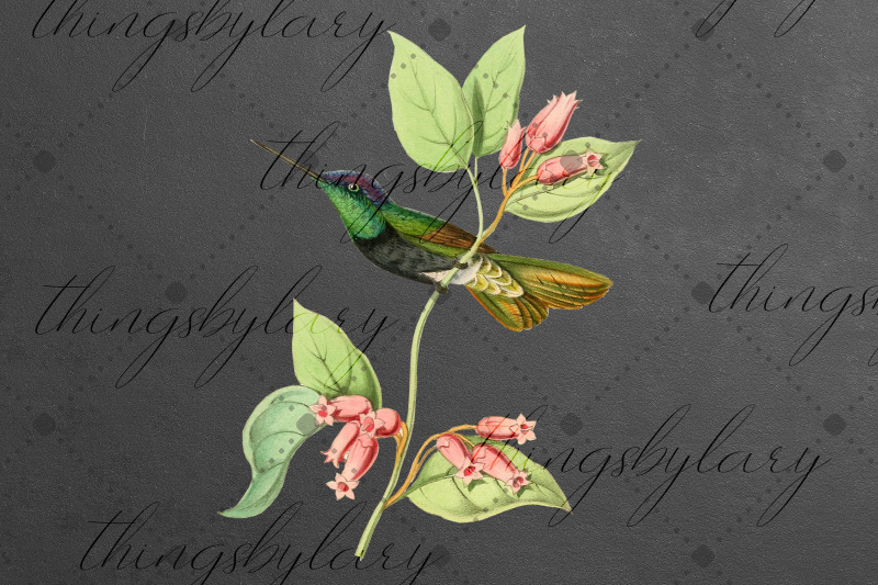 12-vintage-humming-birds-ephemera-transparent-images-png