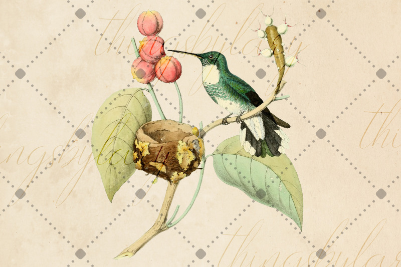 12-vintage-humming-birds-ephemera-transparent-images-png