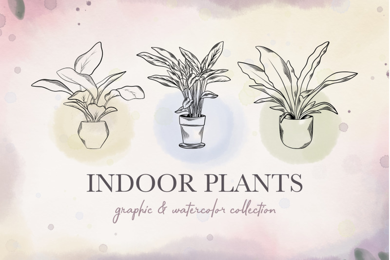 indoor-plants